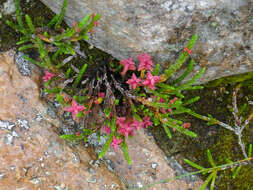 Image of western moss heather