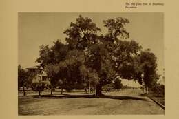 Image of California Live Oak