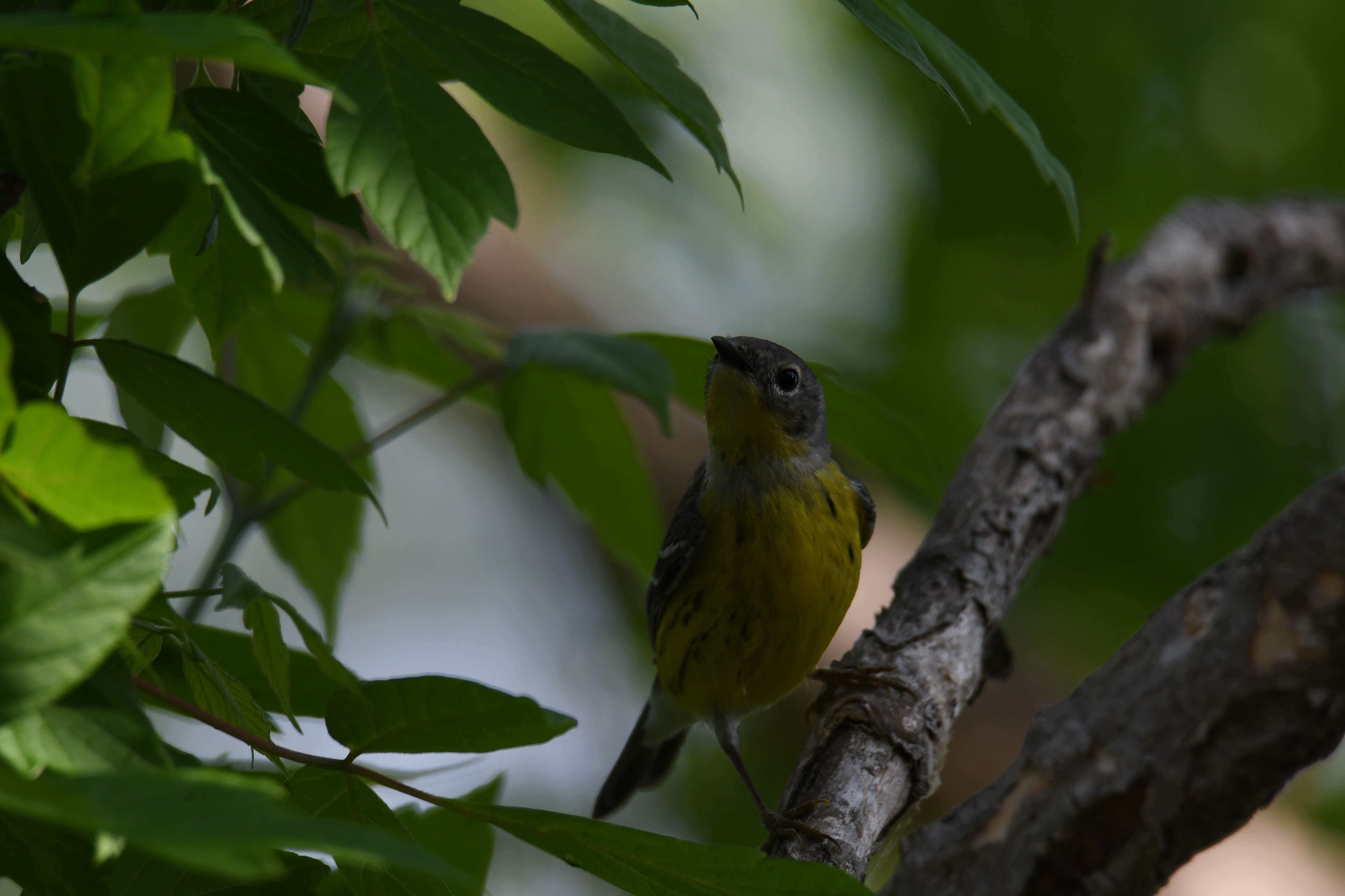 Image of Magnolia Warbler