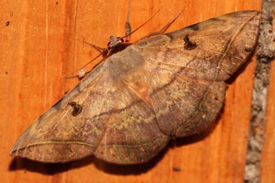 18.https www inaturalist org photos 782745.580x360