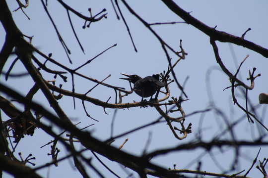 Image of Great-tailed Grackle