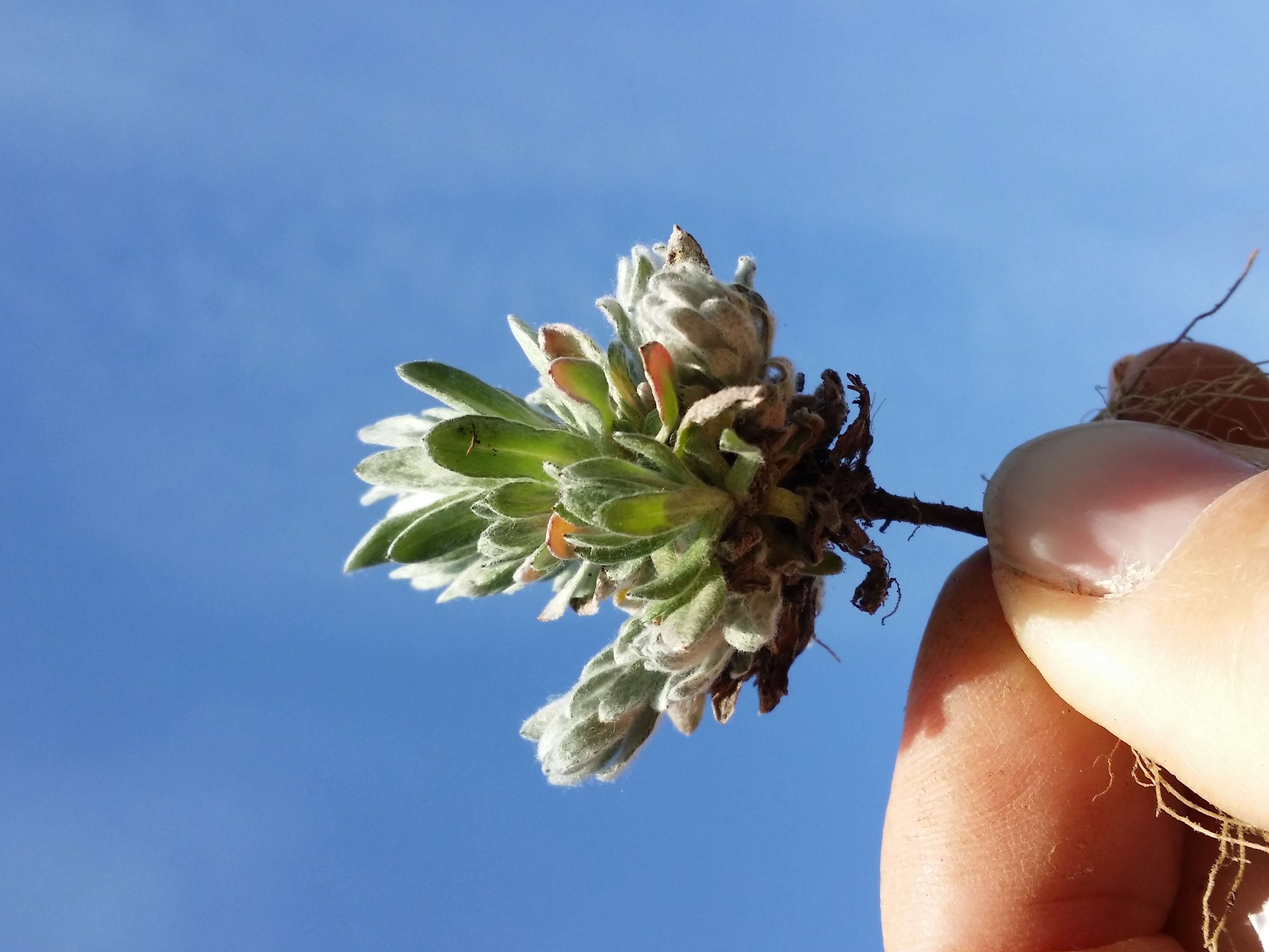 Image of field cudweed