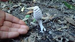 Imagem de Coprinopsis picacea (Bull.) Redhead, Vilgalys & Moncalvo 2001