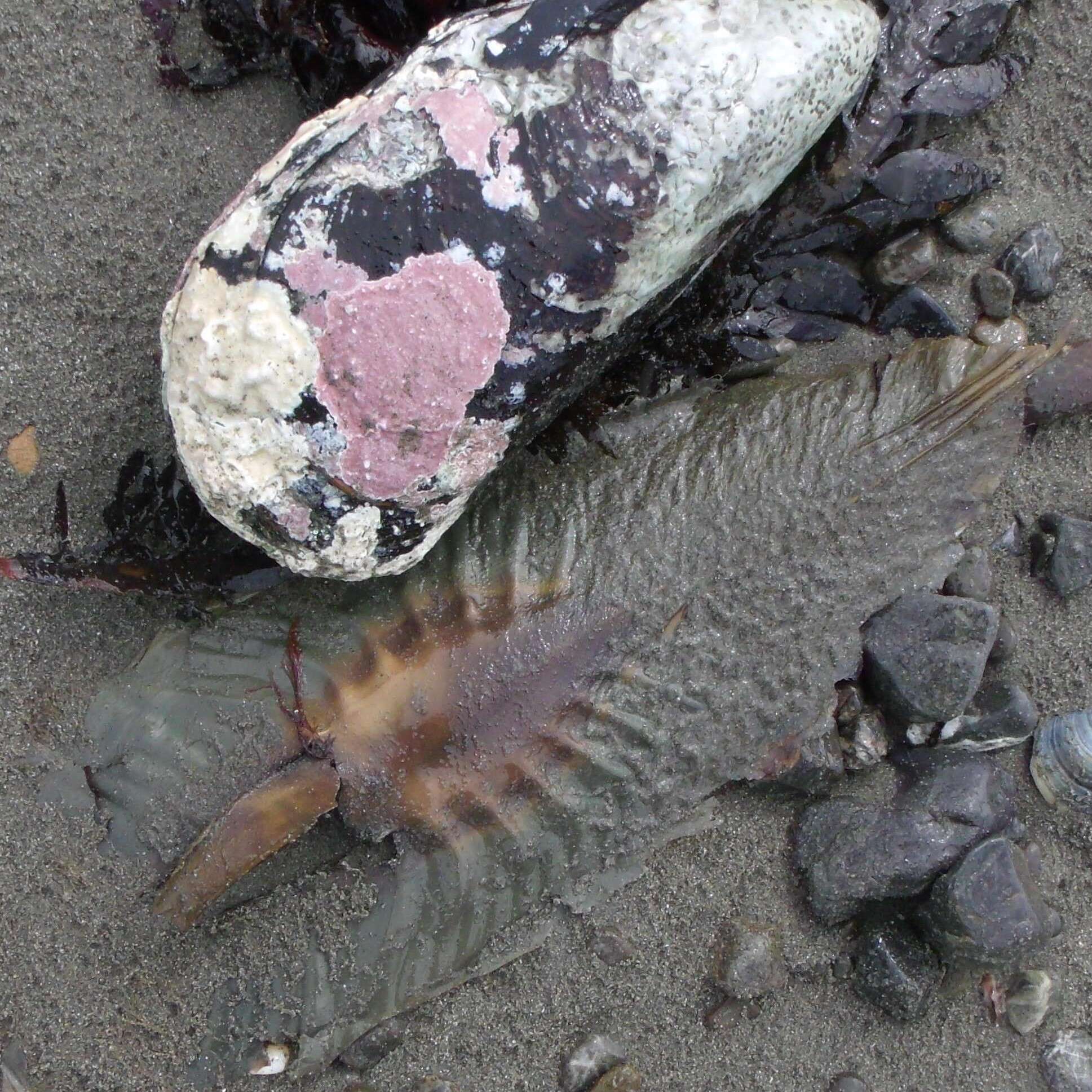 Image of Elephant Fish