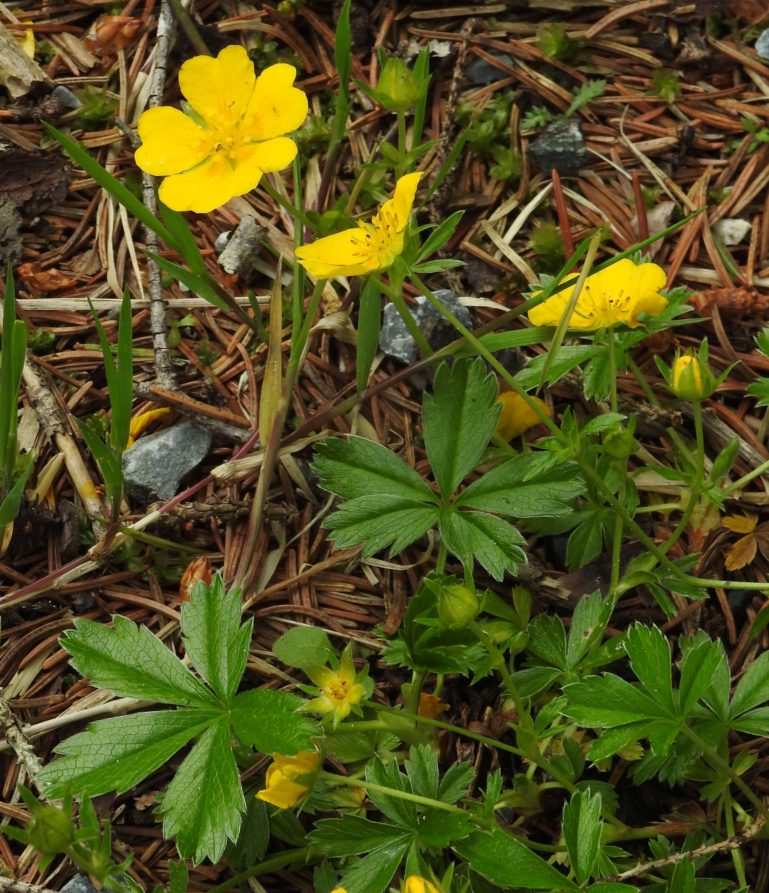 Image of Potentilla aurea L.