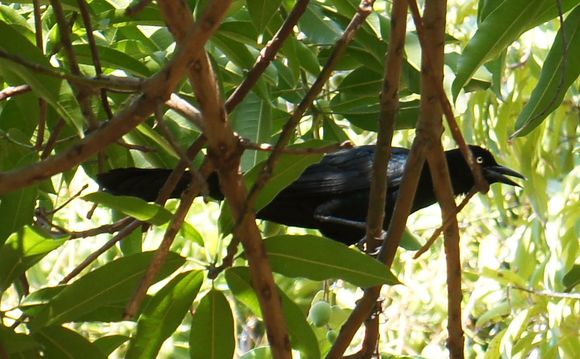 Image of Great-tailed Grackle