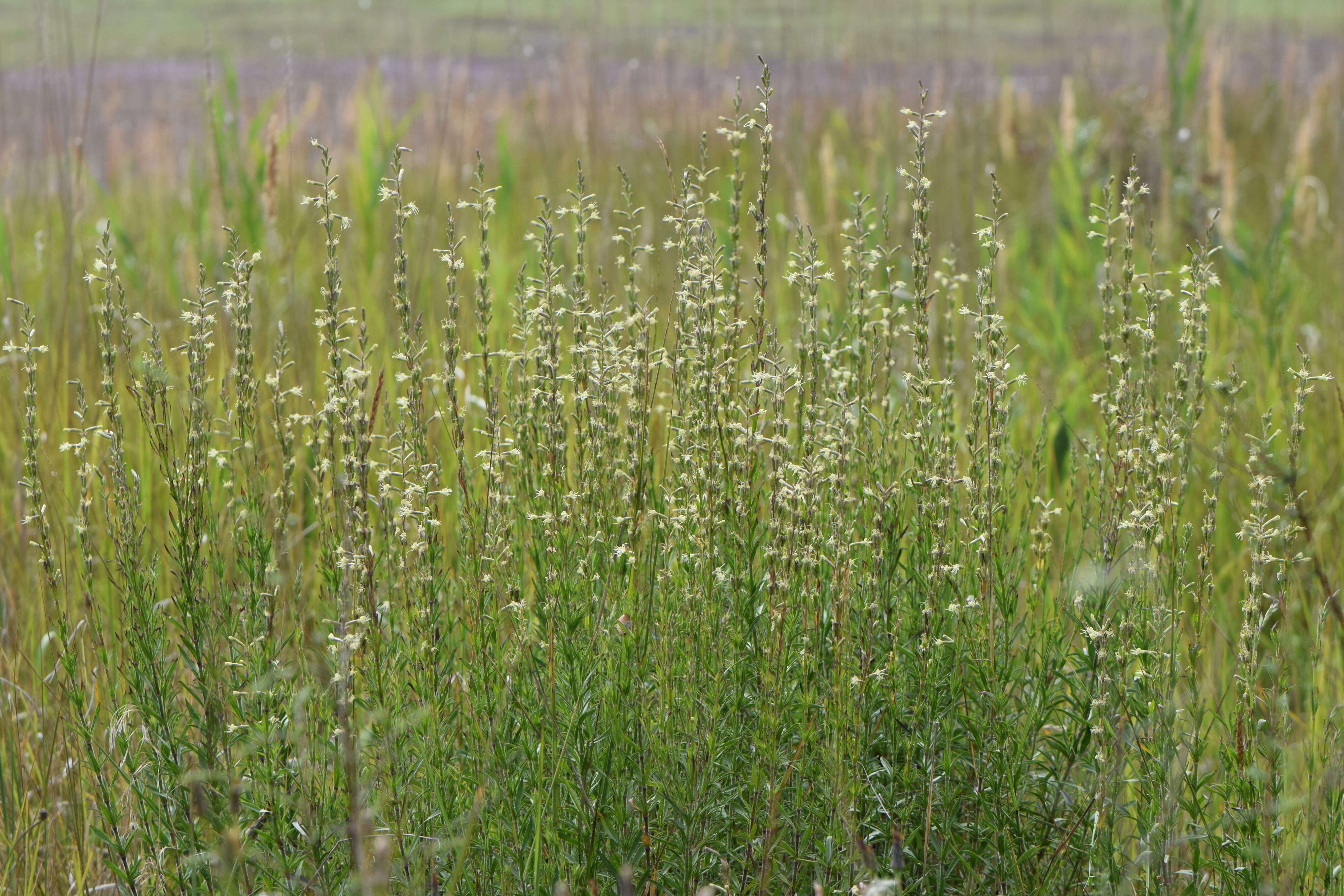 Image of Silene tatarica (L.) Pers.