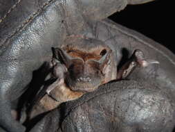 Image of Pallas's Mastiff Bat