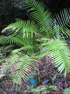 Sivun Dypsis baronii (Becc.) Beentje & J. Dransf. kuva