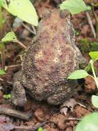 Image of asian black spotted toad