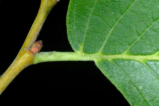 Image of American elm