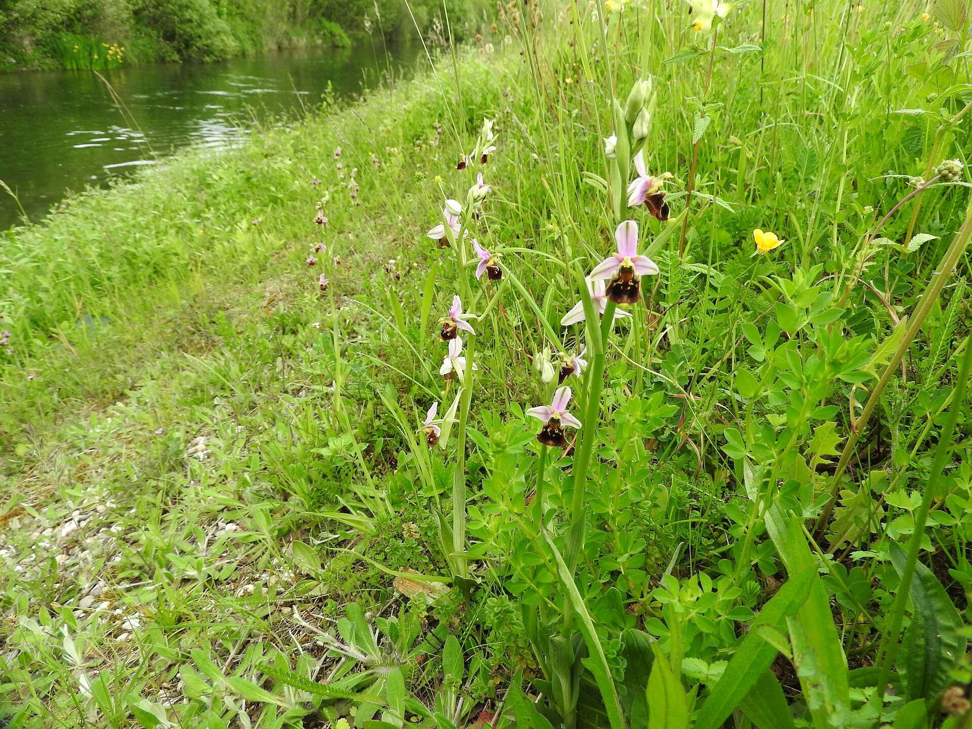 Image of Ophrys holosericea