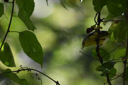 Image of Magnolia Warbler