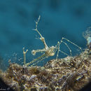 Image of thorny elbow crab