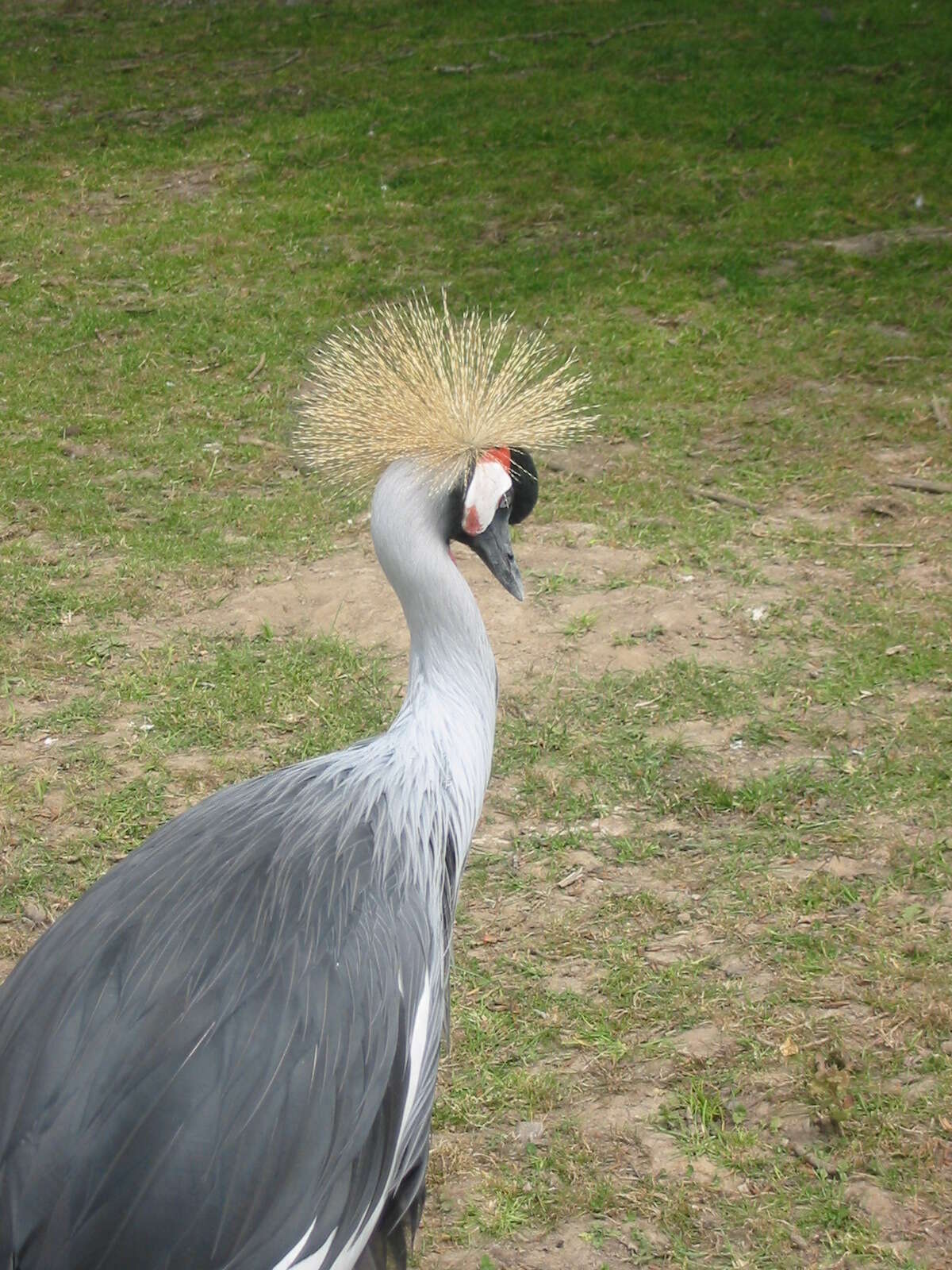 Image of Grey Crowned Crane