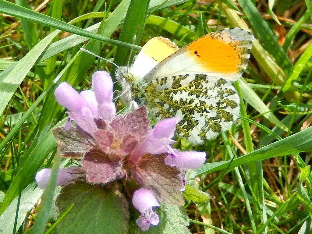 Image of orange tip