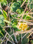 Image of Potentilla aurea L.