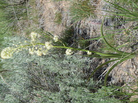 Image of foothill deathcamas