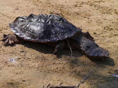 Image of Austro-South American side-necked turtles