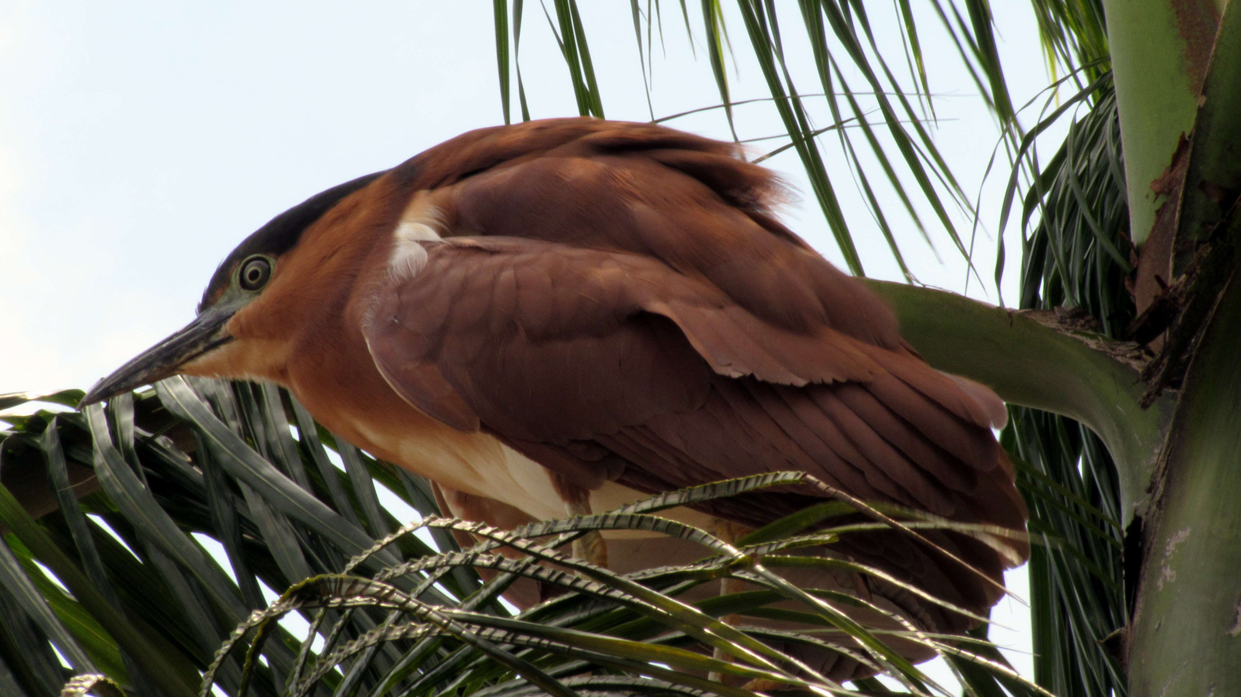 Image of Nankeen Night Heron