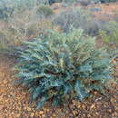 Image of Banksia alliacea A. R. Mast & K. R. Thiele