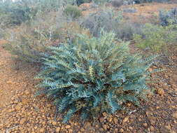 Image of Banksia alliacea A. R. Mast & K. R. Thiele