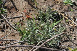 Image of heath cudweed