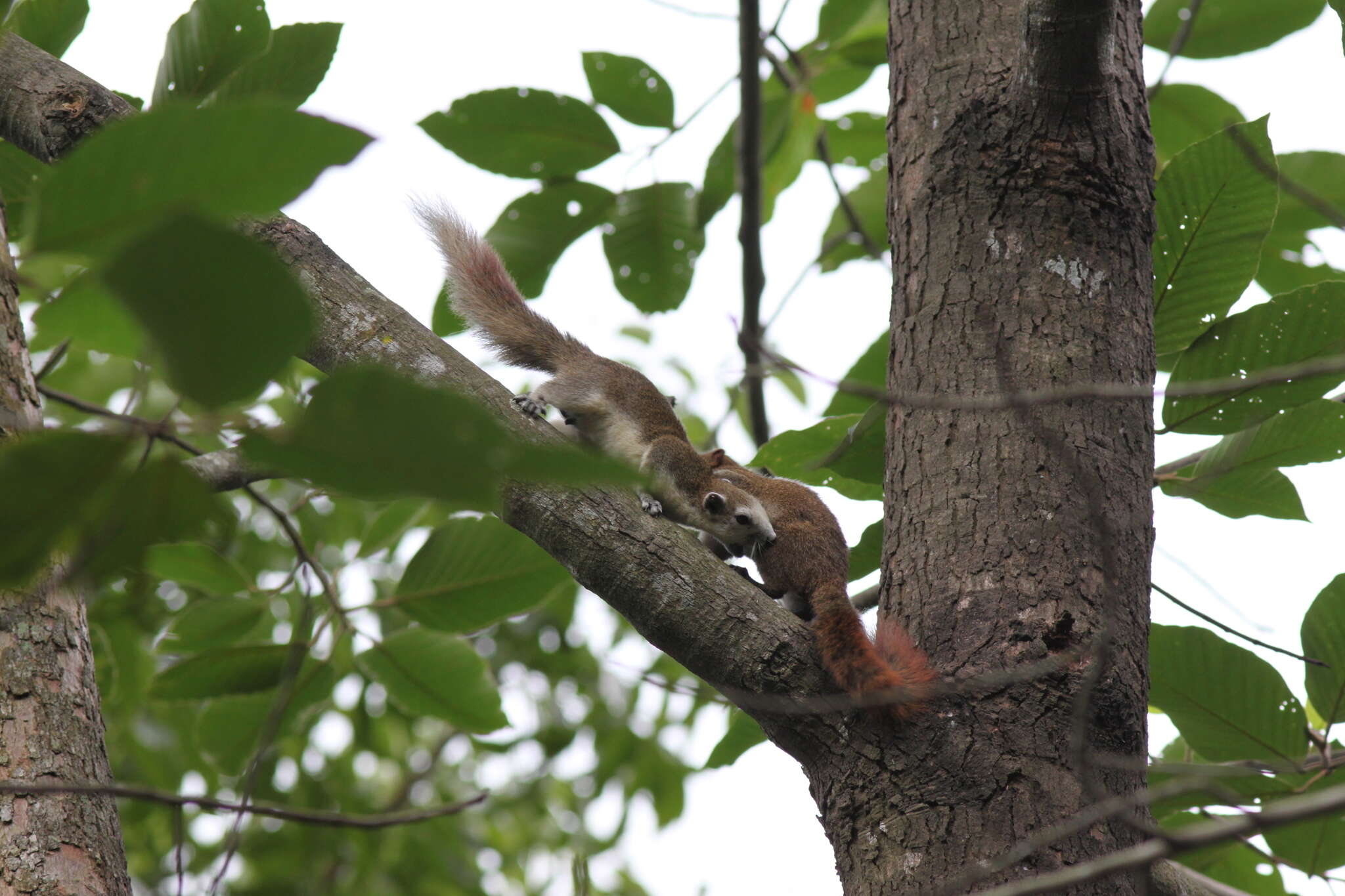 Image of Finlayson’s Squirrel