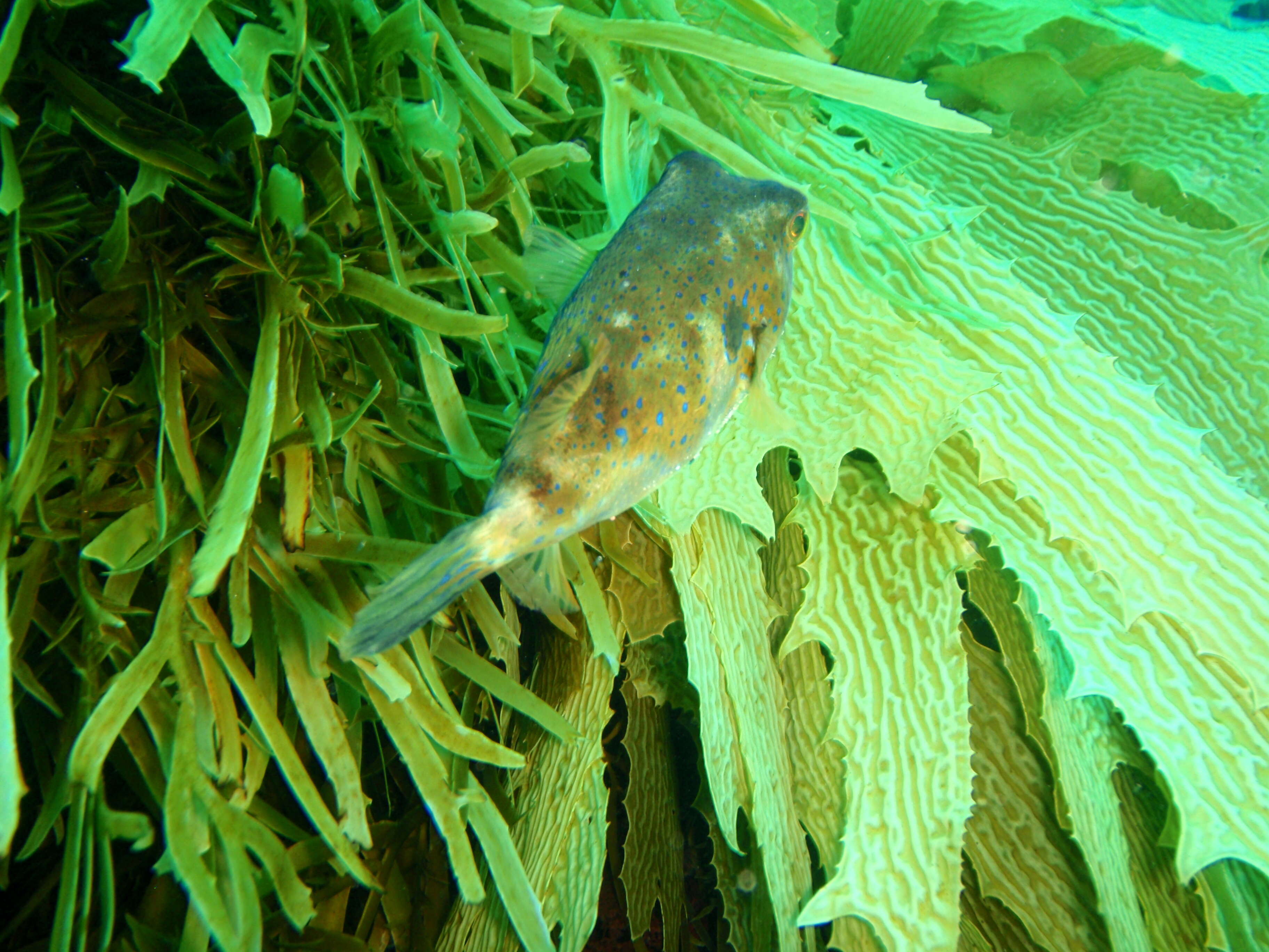 Image of Bluespotted Toadfish