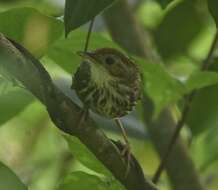 Image of Puff-throated Babbler