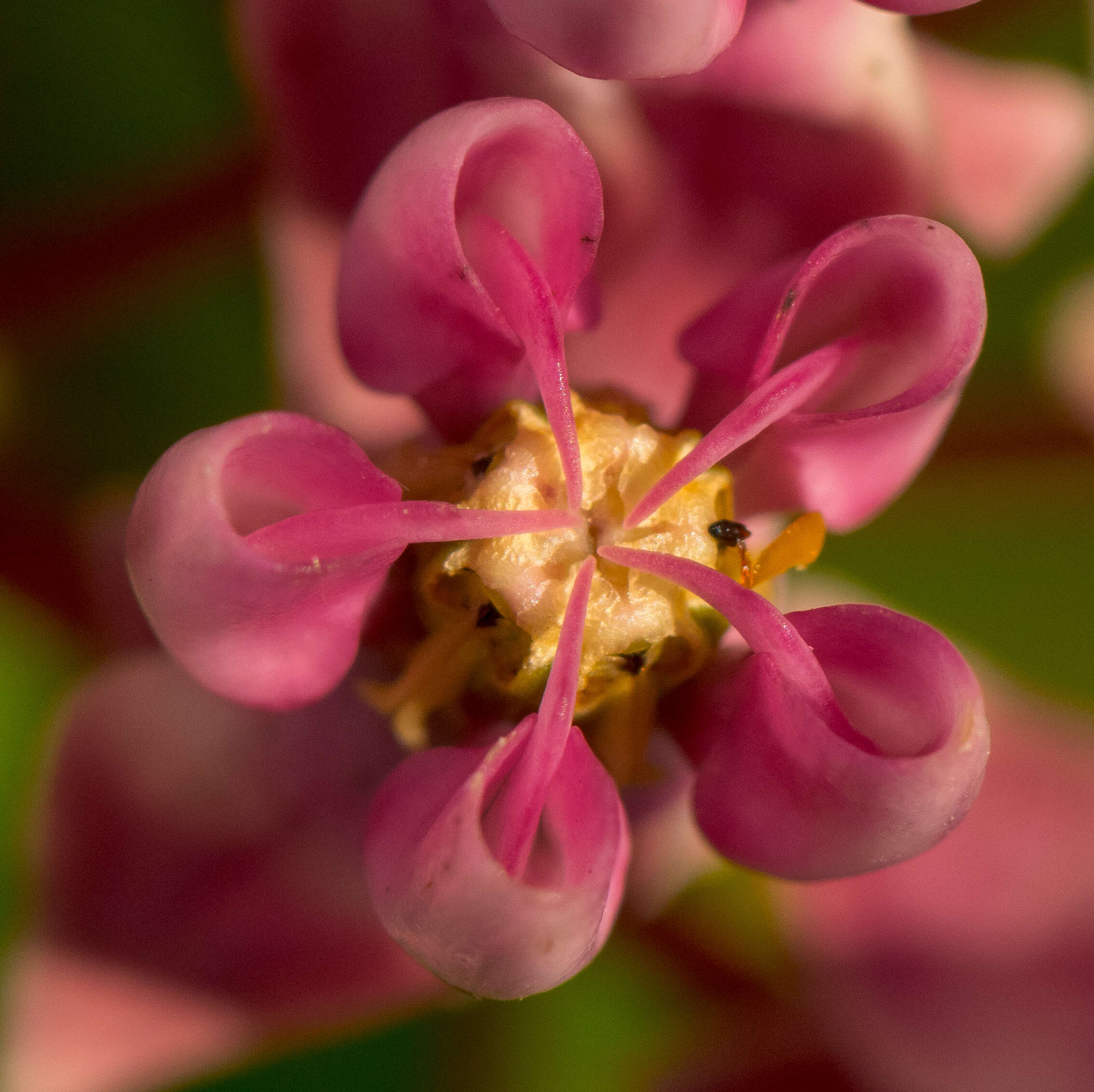 Image of prairie milkweed