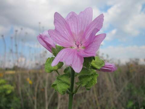 Image of musk mallow