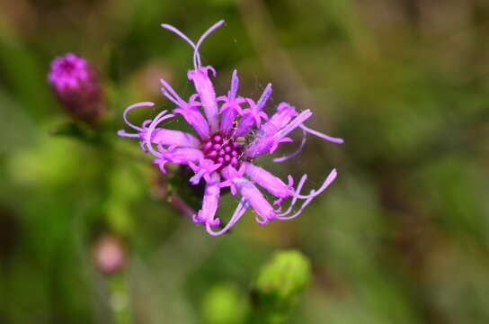 Слика од Liatris cylindracea Michx.