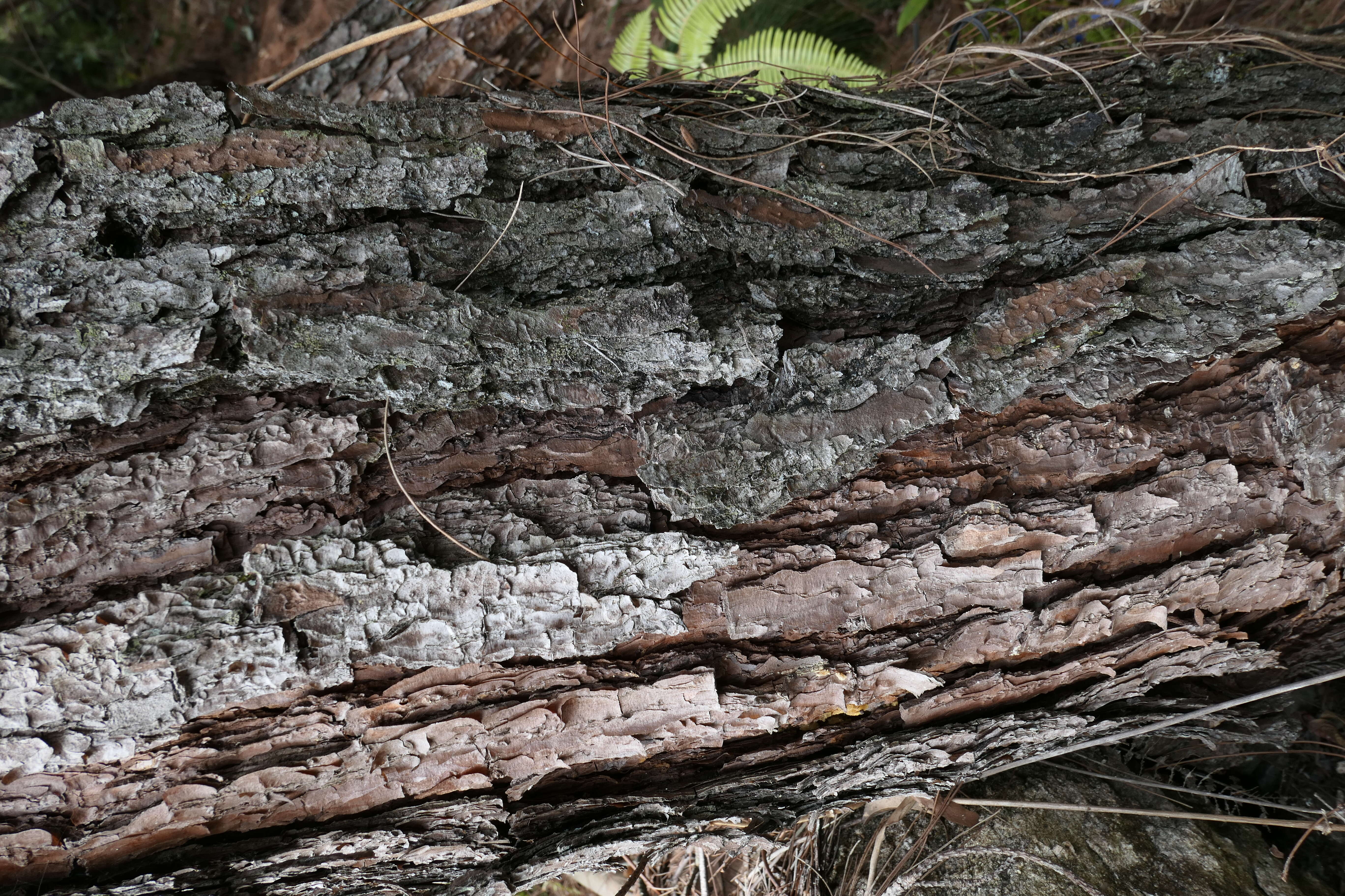 Image of Chinese Red Pine