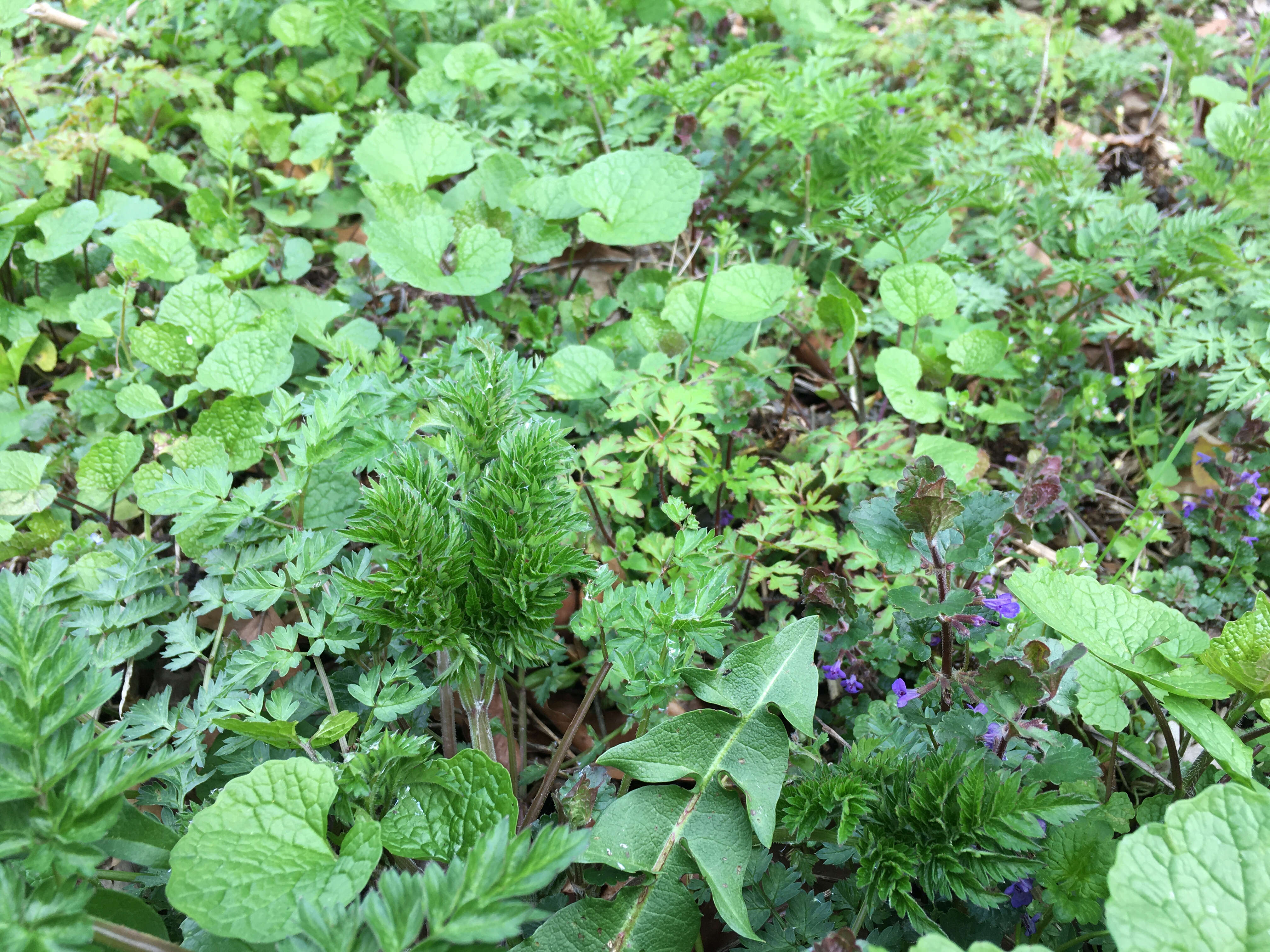 Image of Ground ivy