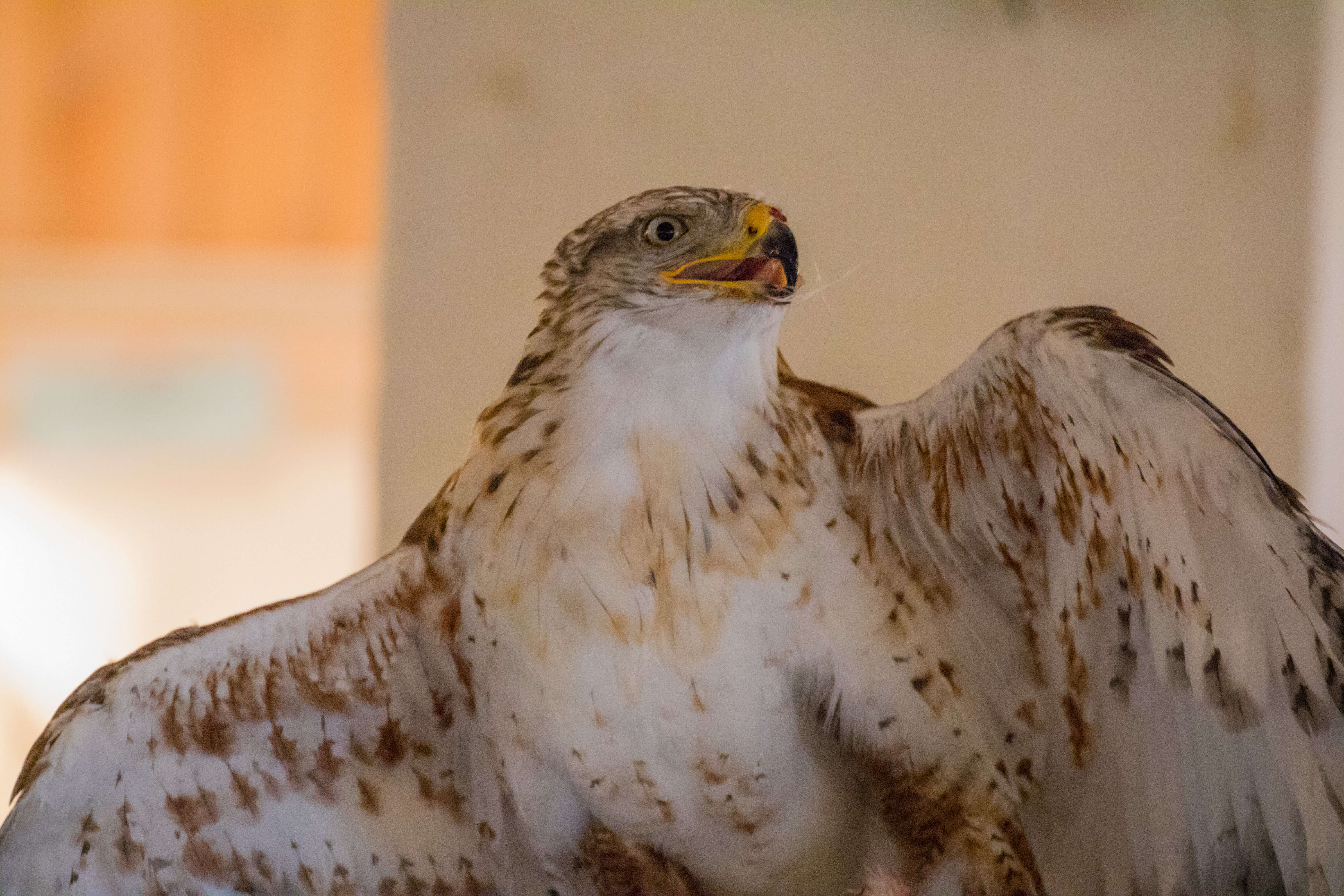 Image of Common Buzzard