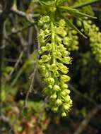 Image of bigleaf maple