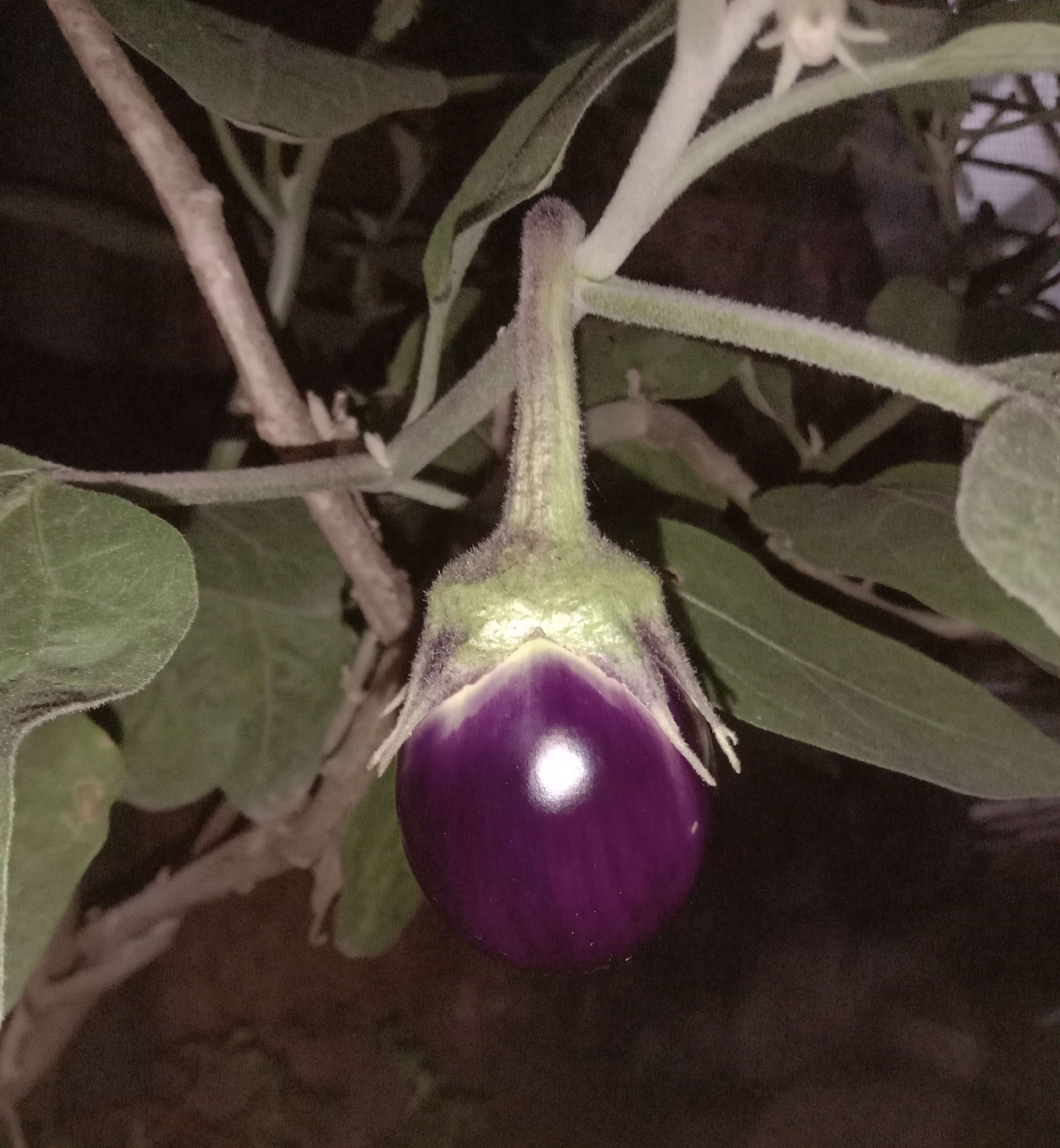 Image of eggplant
