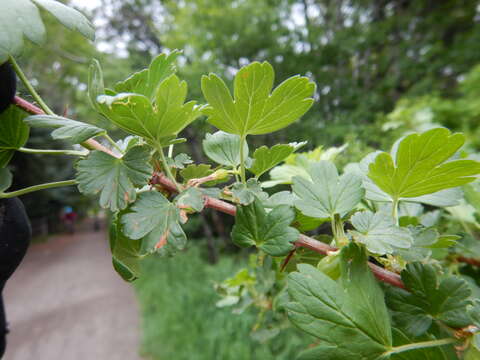 Image of prickly currant