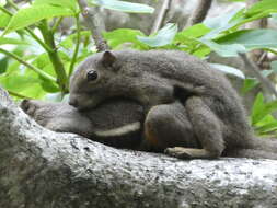 Image of Plantain Squirrel