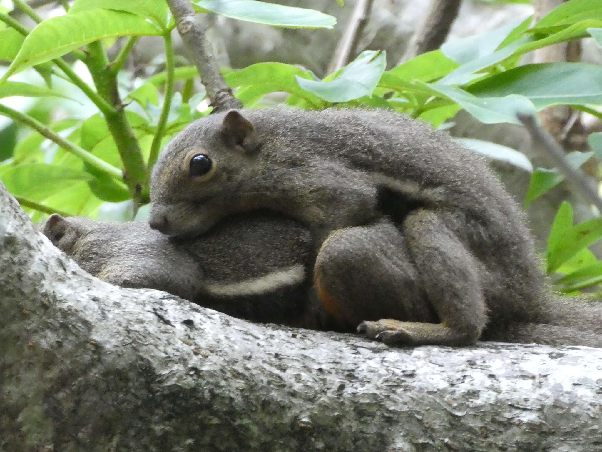 Image of Plantain Squirrel