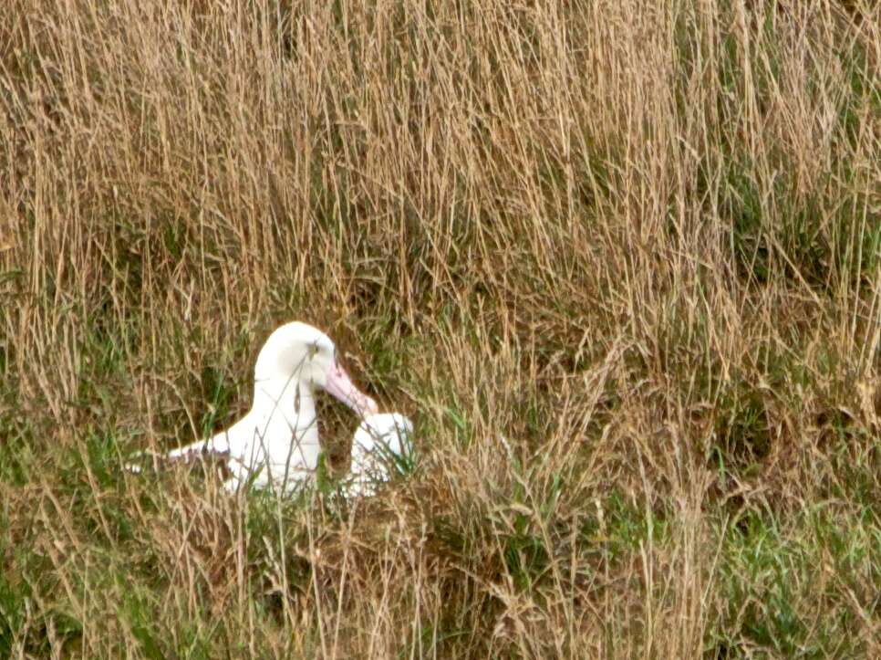 Image of Northern Royal Albatross