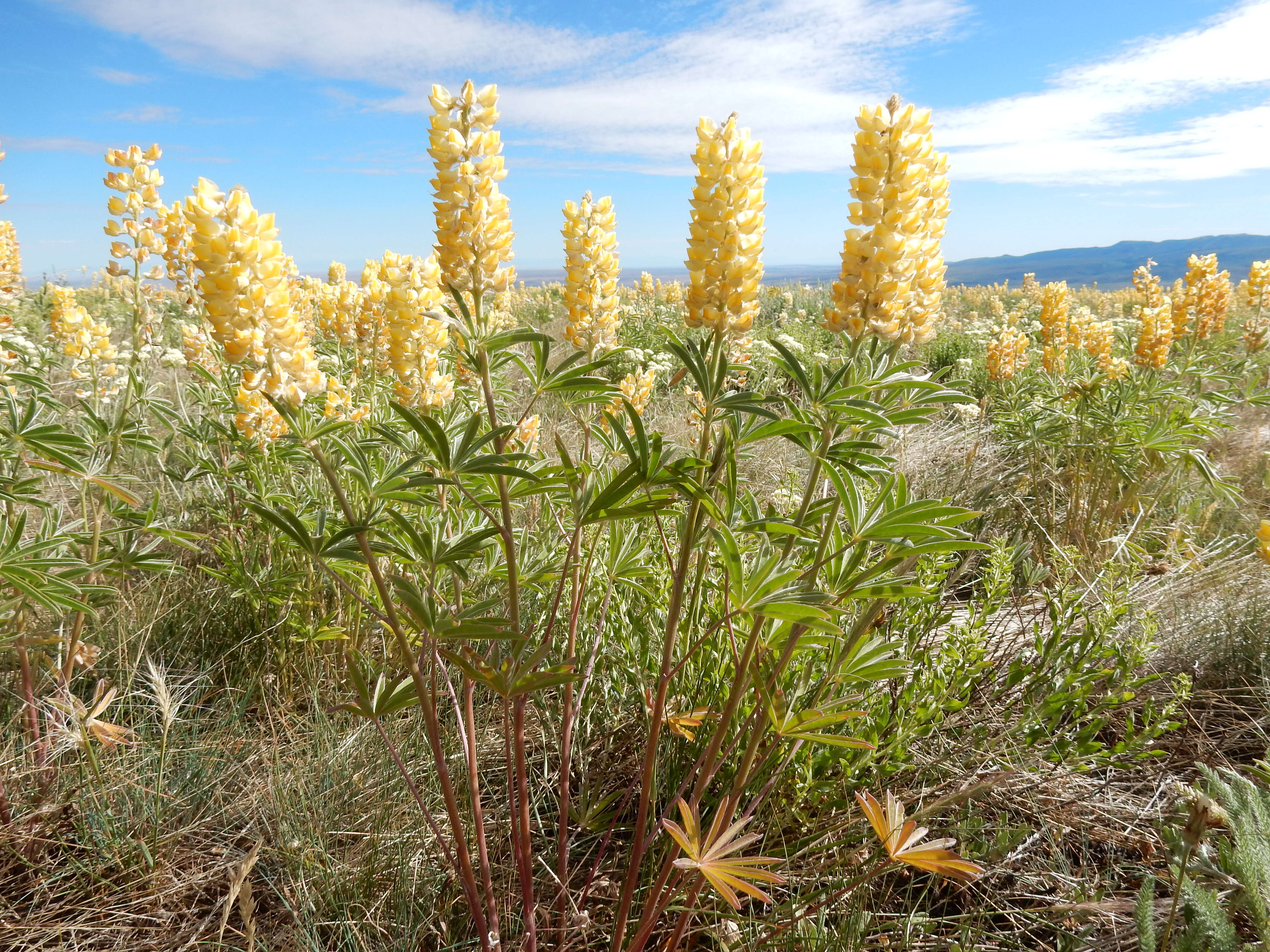 Imagem de Lupinus arbustus Lindl.