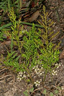 Image of Cwebe asparagus fern