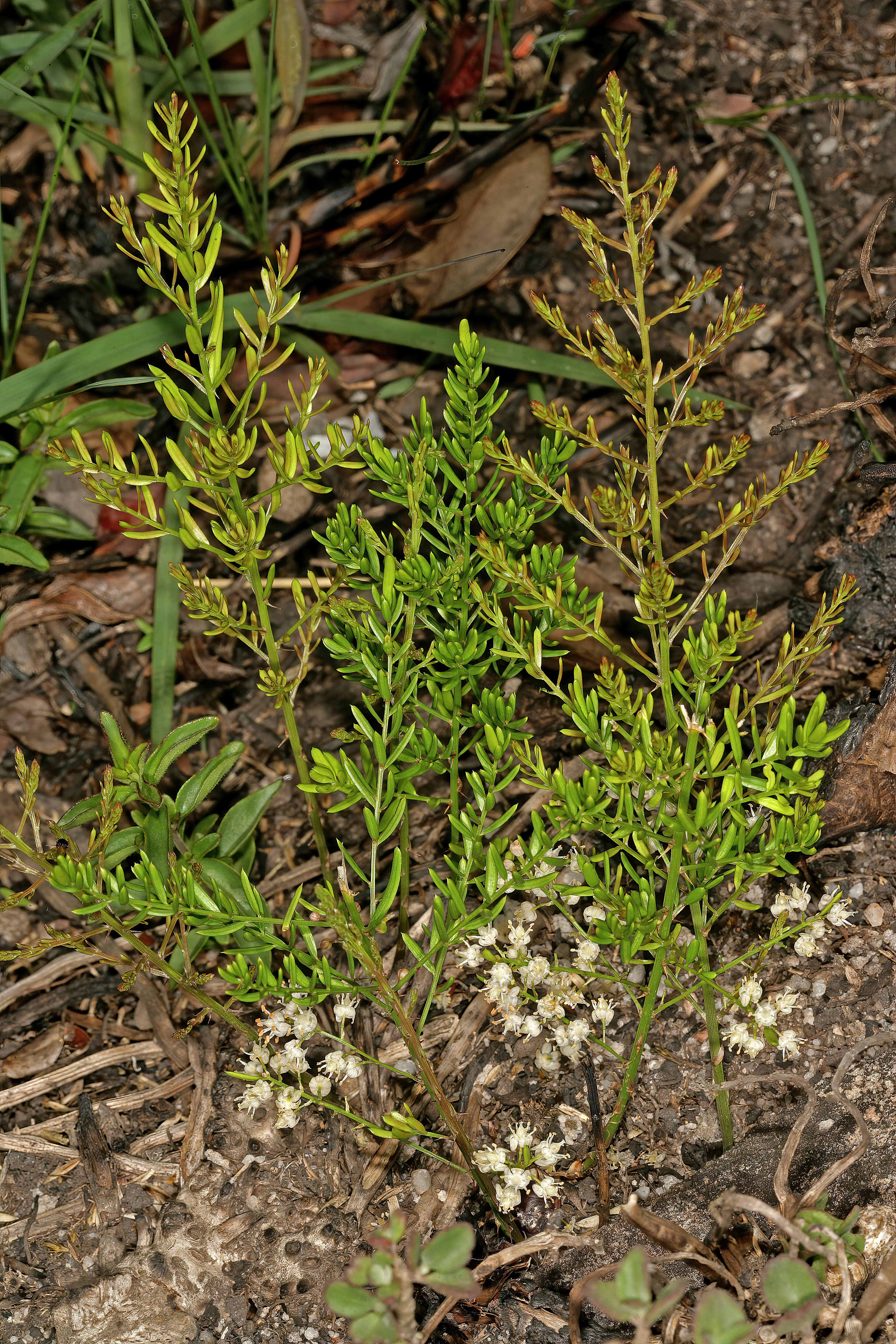 Image of Cwebe asparagus fern