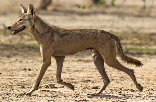 Imagem de Canis lupus pallipes Sykes 1831