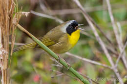 Geothlypis trichas (Linnaeus 1766) resmi