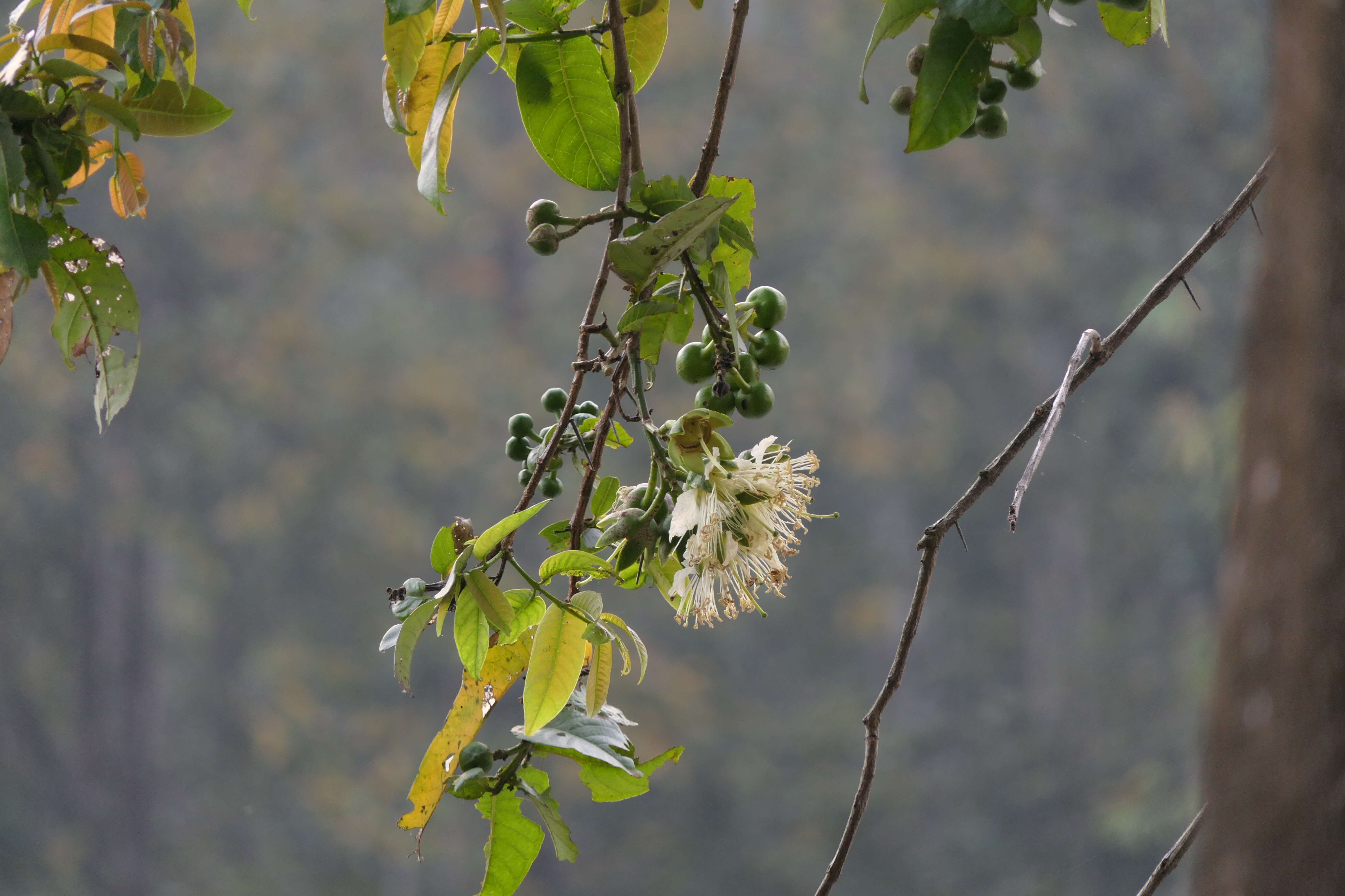 Duabanga grandiflora (Roxb. ex DC.) Walp. resmi