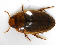 Image de Noterus clavicornis