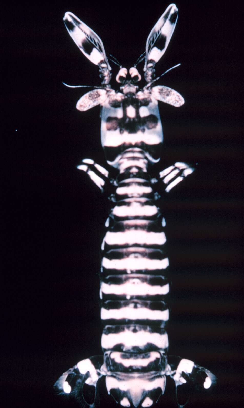 Image of Lysiosquilloidea Giesbrecht 1910